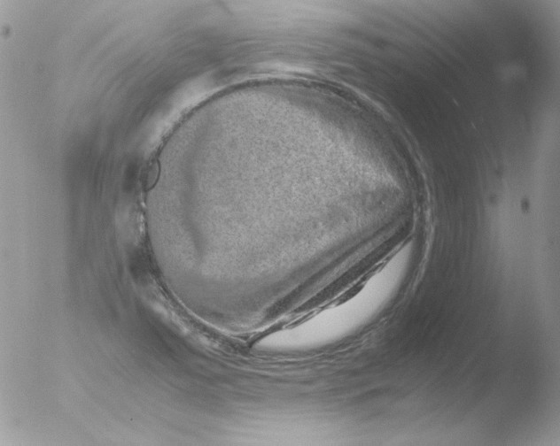 X0000051881363200507151901