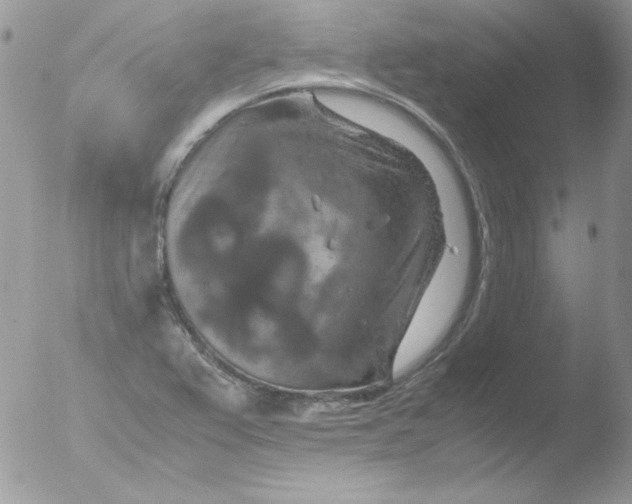 X0000051881367200507151901