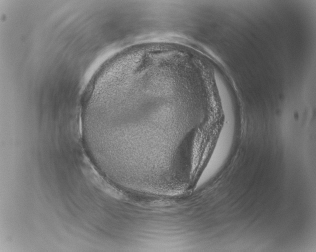 X0000051881368200507151901