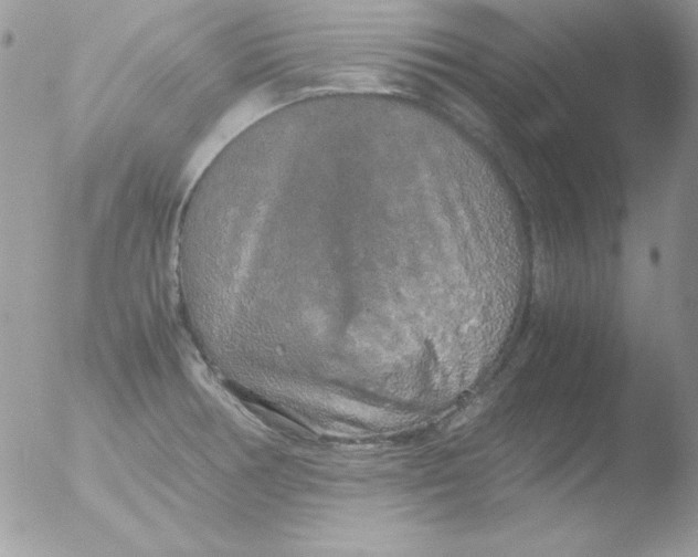 X0000051881378200507151901