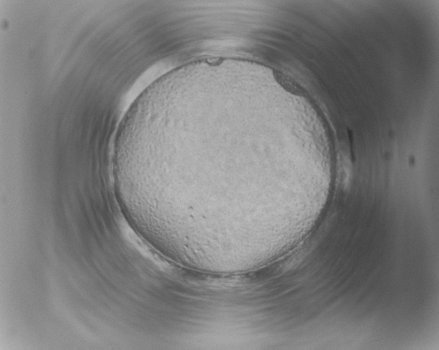 X0000051881386200507151901