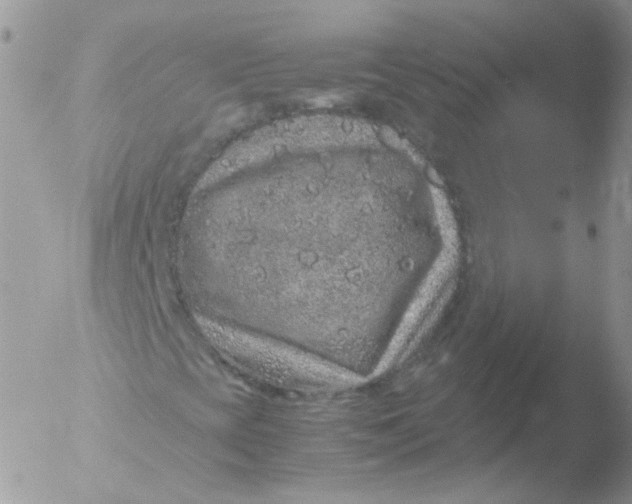 X0000051881393200507151900