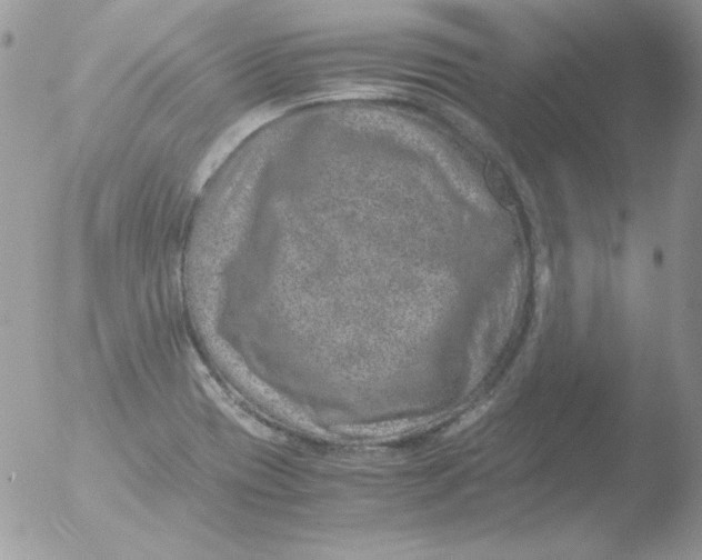 X0000051881417200507151900