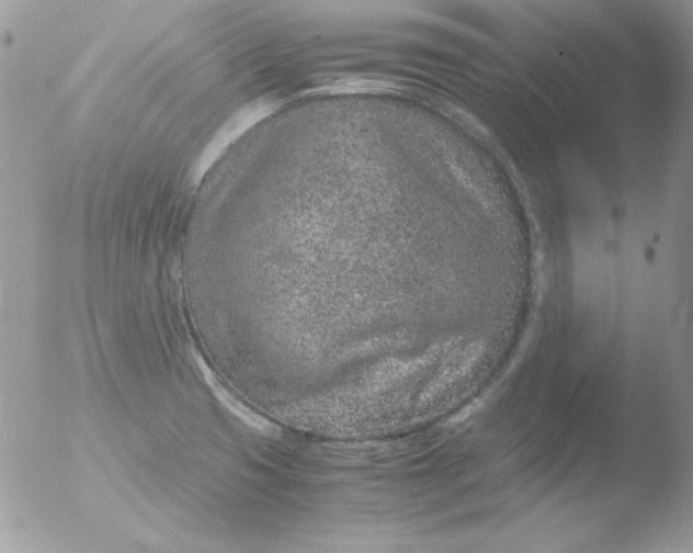 X0000051881425200507151901