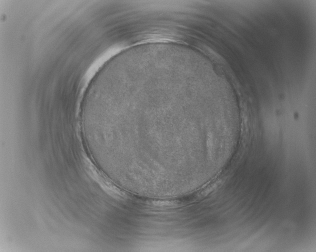 X0000051881427200507151901