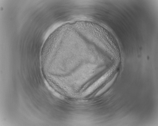 X0000051881439200507151901