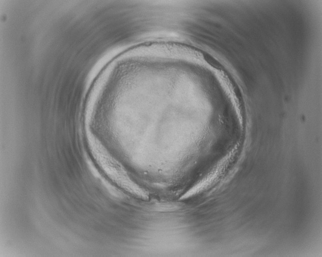 X0000051881440200507151901