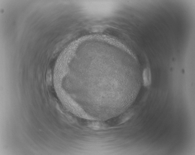 X0000051881443200507151900