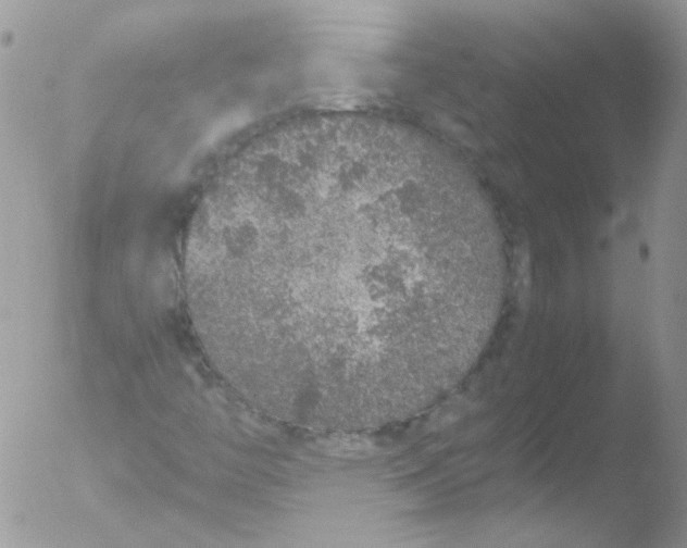 X0000051881446200507151900