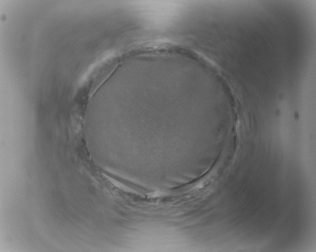 X0000051881447200507151900