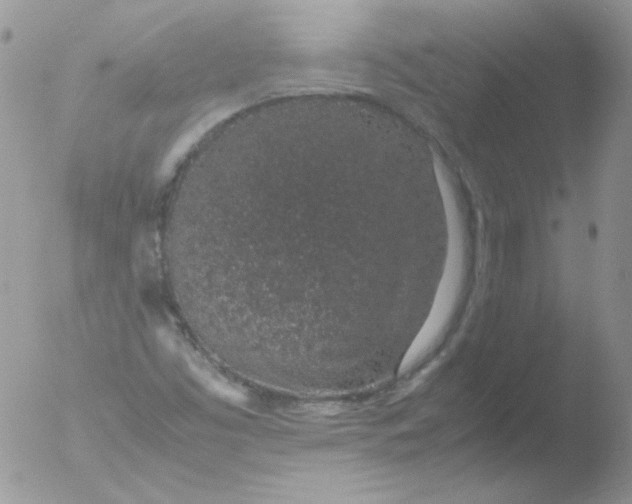 X0000051881453200507151900