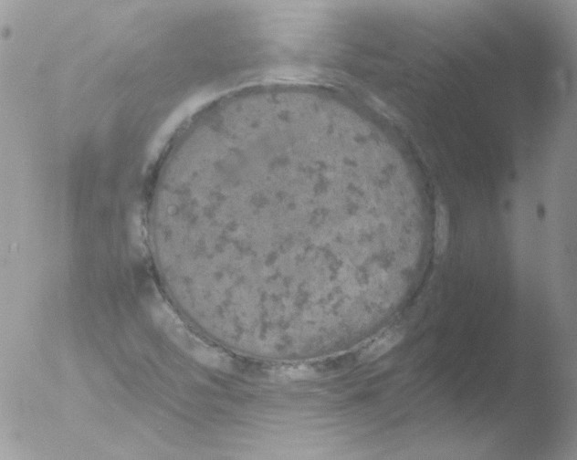 X0000051881454200507151900