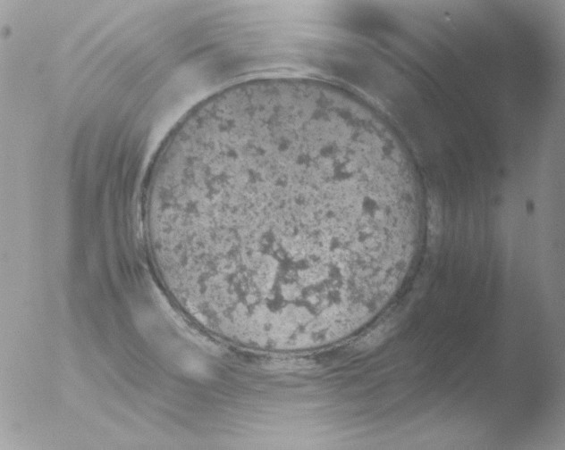 X0000051881466200507151900