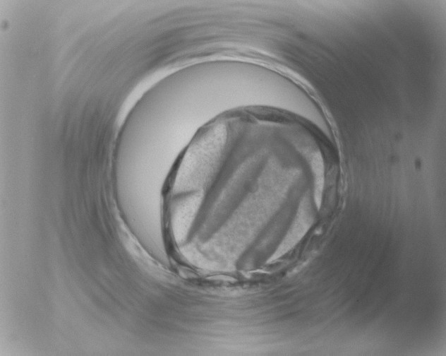 X0000051881530200507151859