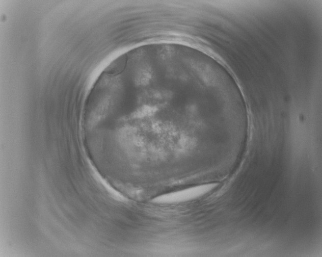 X0000051881533200507151859