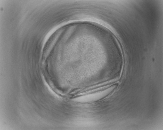 X0000051881536200507151859