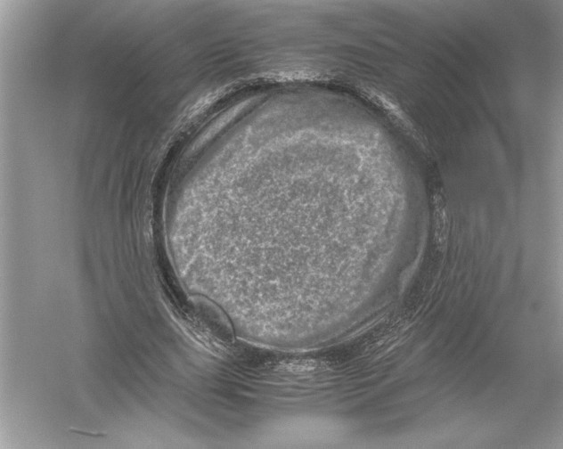 X0000051880631200507221950