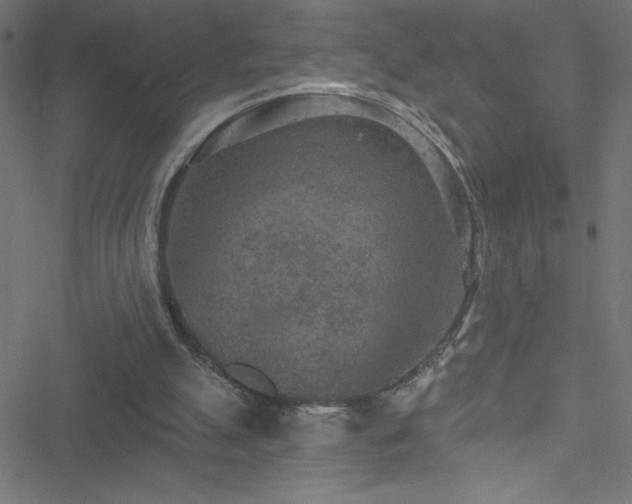 X0000051890055200506241359