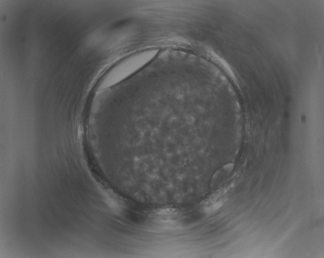 X0000051890059200506241359