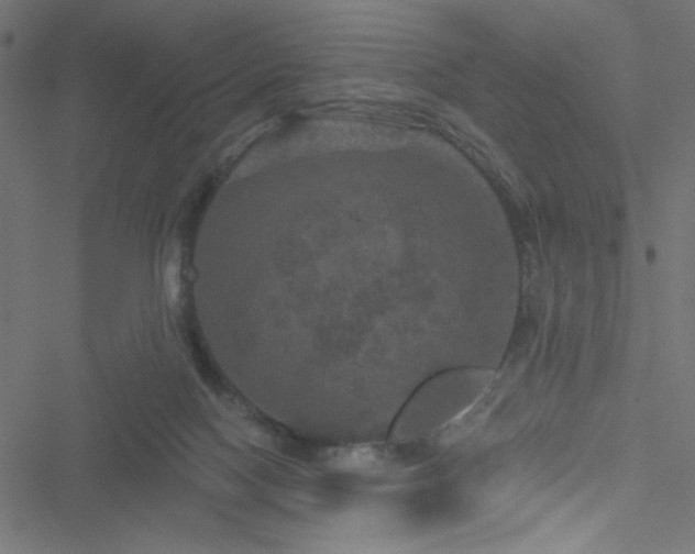 X0000051890074200506241359