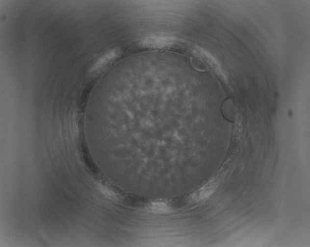 X0000051890114200506241359