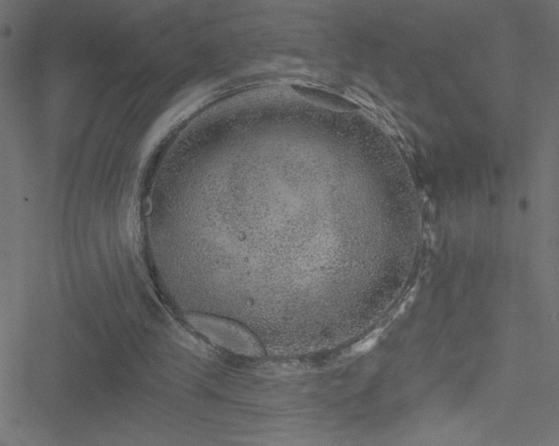 X0000051890245200506241356