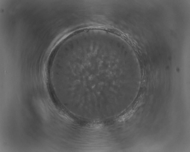 X0000051890247200506241356