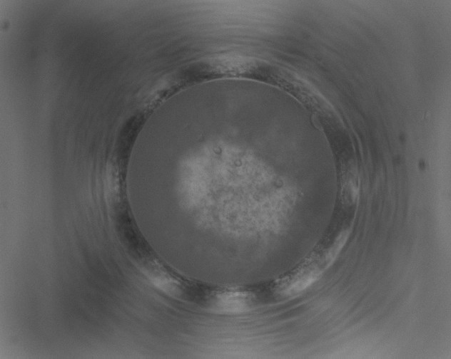 X0000051890268200506241356