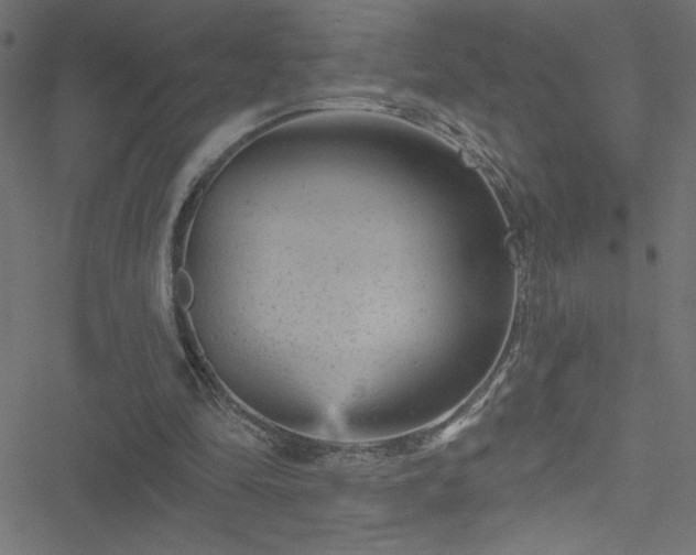 X0000051890294200506241356