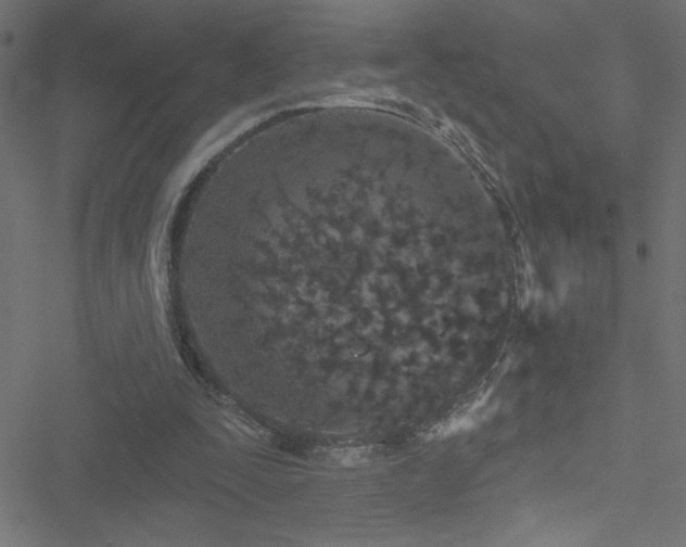 X0000051890295200506241356