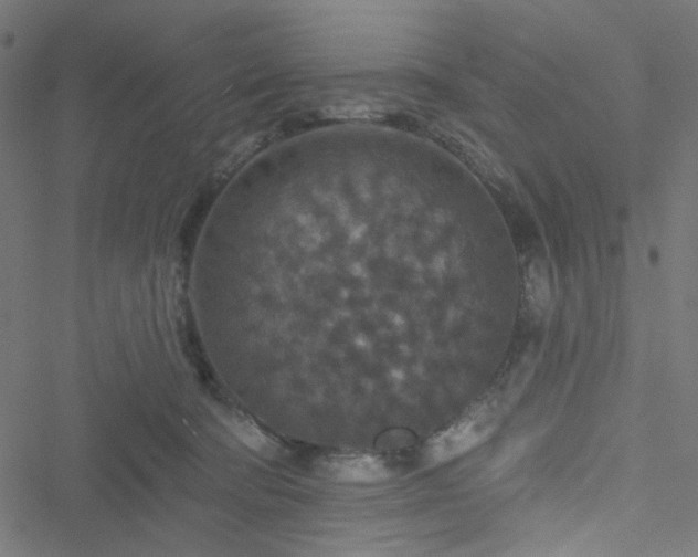 X0000051890322200506241355