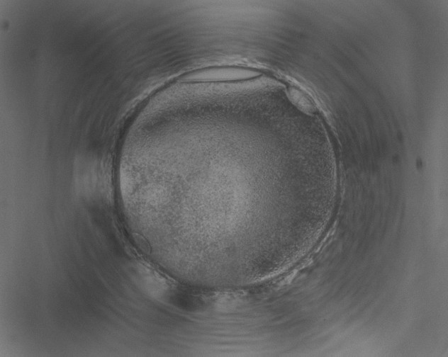 X0000051890345200506241354