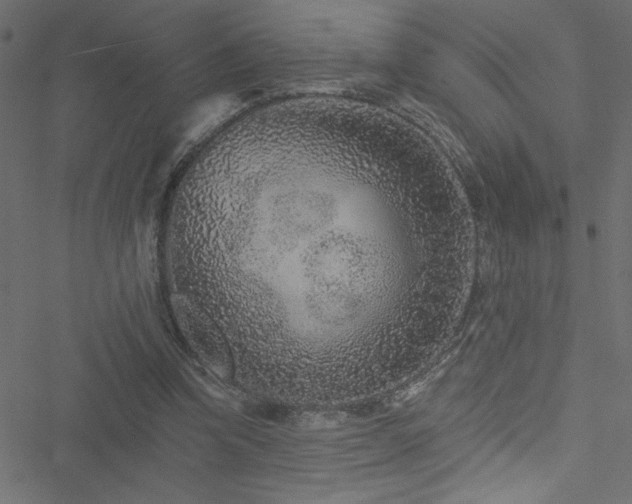 X0000051890346200506241354