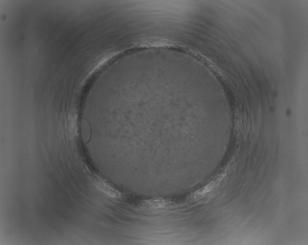 X0000051890351200506241355