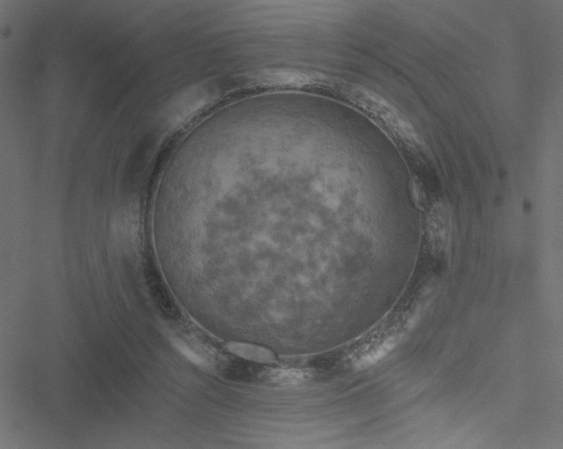 X0000051890352200506241355