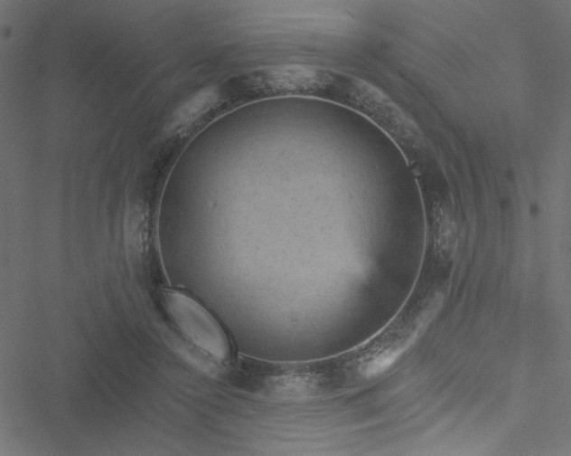 X0000051890356200506241355