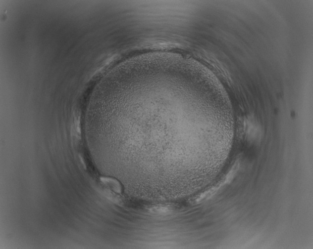 X0000051890358200506241355