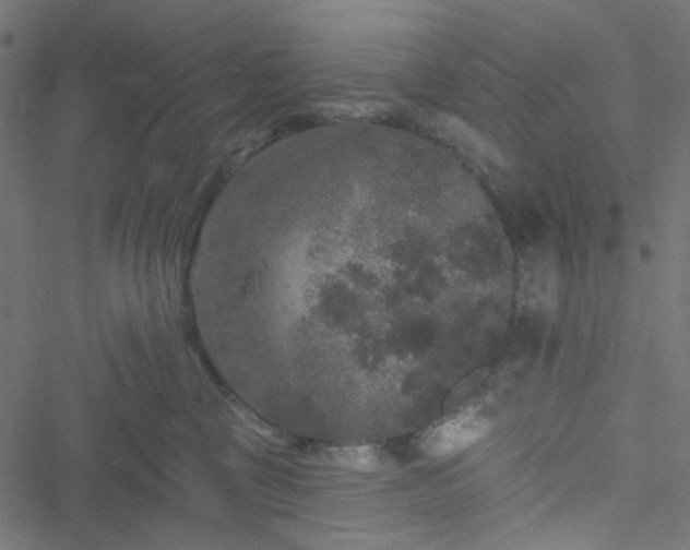 X0000051890377200506241355