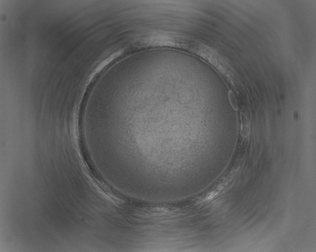 X0000051890390200506241354