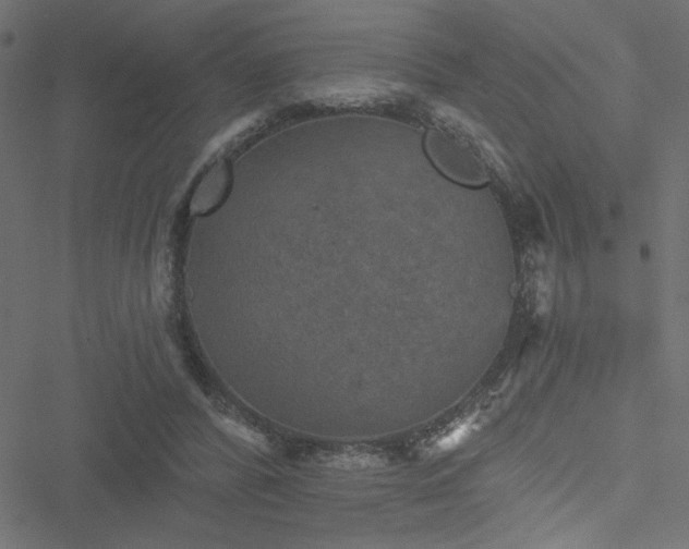 X0000051890400200506241354