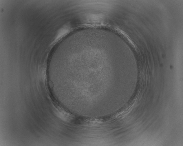 X0000051890443200506241353