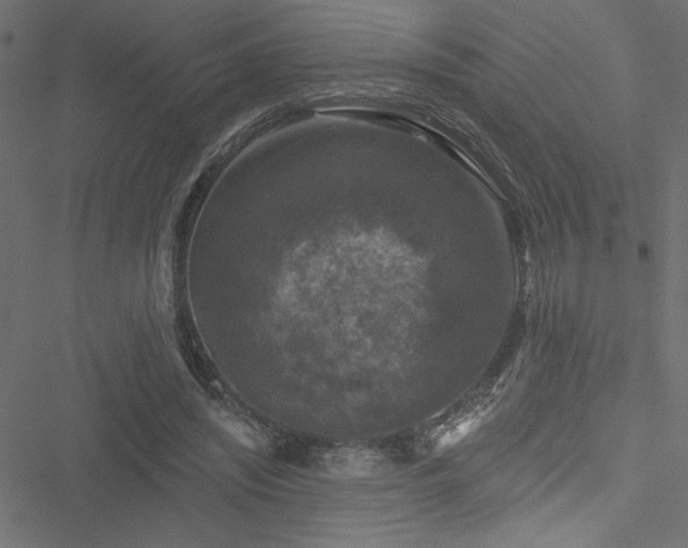 X0000051890444200506241353