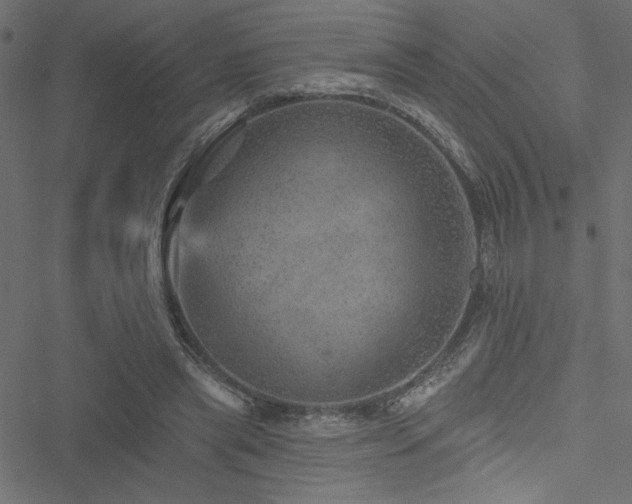 X0000051890445200506241353