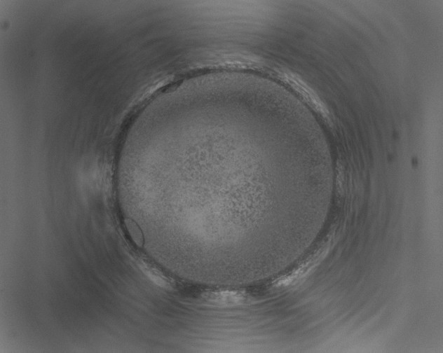 X0000051890449200506241353