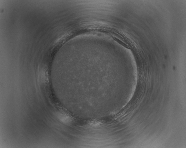 X0000051890547200506241351