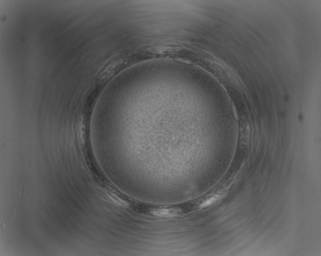 X0000051890558200506241352