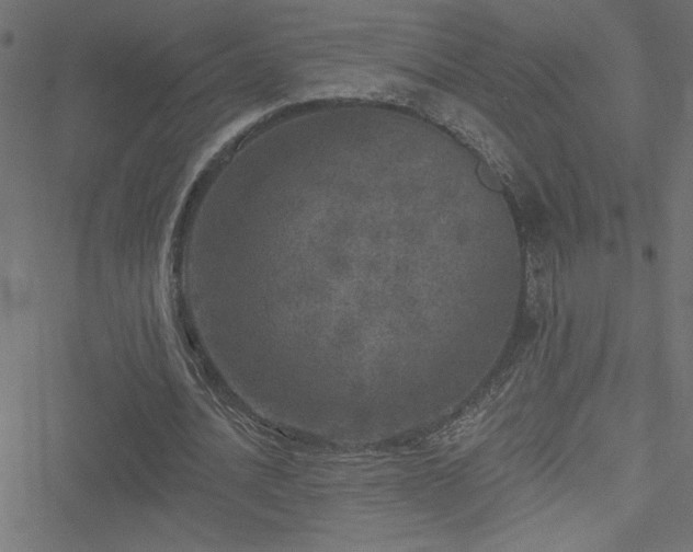 X0000051890628200506241350