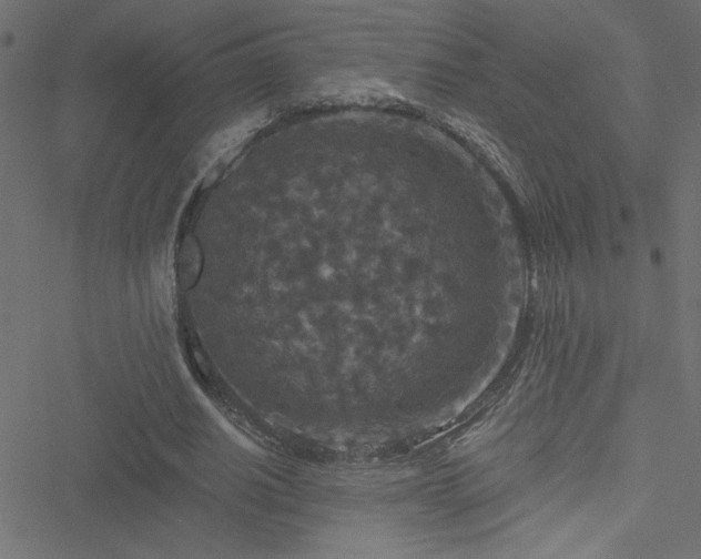 X0000051890630200506241350