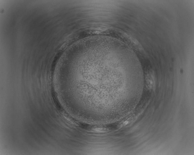 X0000051890657200506241350