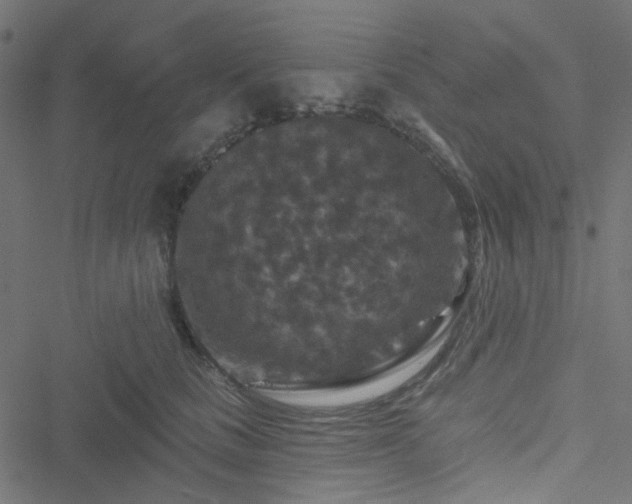 X0000051890661200506241350